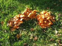 Jack O'Lantern Mushroom (Omphalotus illudens)